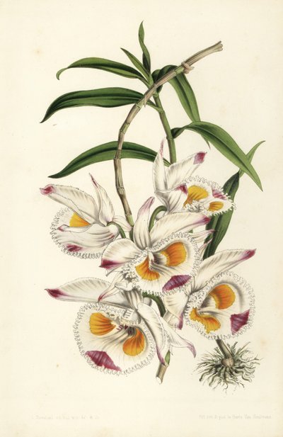 德文郡公爵的石斛兰，Dendrobium devonianum。Stroobant 根据 Louis van Houtte 和 Charles Lemaire 的《欧洲花园和暖房的花》（Flore des Serres et des Jardins de l