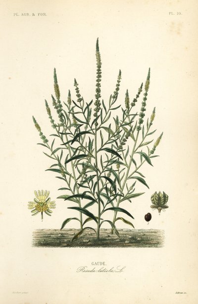 戴尔的火箭或戴尔的杂草，Reseda luteola，Gaude 作者 不明