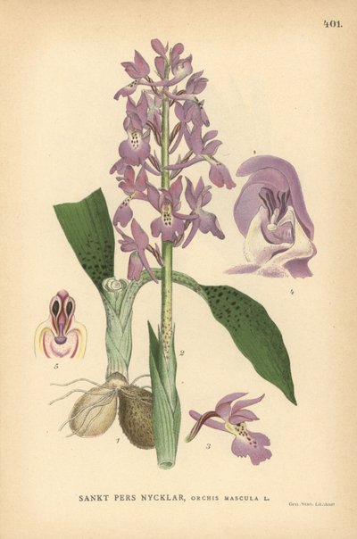 早紫兰花，Orchis mascula 作者 未知艺术家