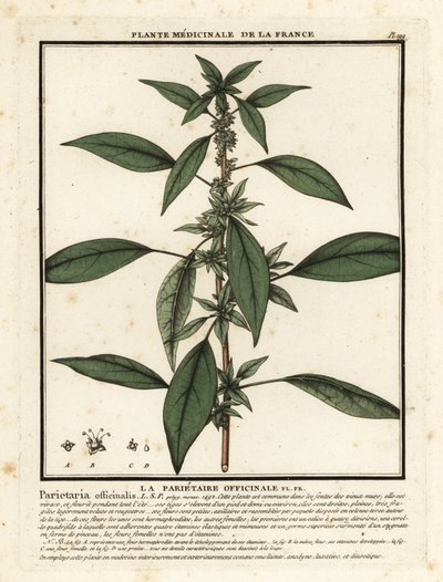 东方墙头草（Parietaria officinalis）。 作者 未知艺术家