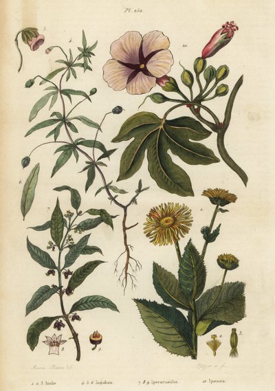 土木香、Inula helenium 1-3、绿紫罗兰、Hybanthus 种 Ionidium polygalifolium 4-6、ipecacuanha、Carapichea ipecacuanha 7-9 和牵牛花、Ipomoea insignis 10 作者 不明