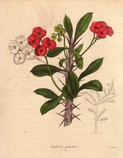 Euphorbia milii.又称基督穗花、刺冠或基督植物。原产于马达加斯加的物种。它的名字源于其多刺的茎和深红色的花朵。 作者 未知艺术家