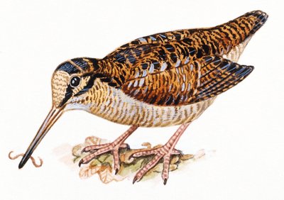 欧亚啄木鸟, Scopolax rusticola 作者 不明