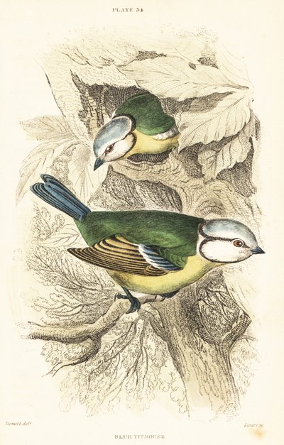 欧亚蓝山雀 Cyanistes caeruleus.1889（雕刻） 作者 未知艺术家