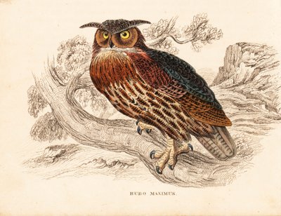 欧亚鹰鸮，Bubo bubo（大耳鸮，Bubo maximus）。Georg Friedrich Treitschke 的自然历史画廊（位于 Liepzig 的 Naturhistorischer Bildersaal des Thierreiches）中的手工彩色钢板雕刻。 作者 未知艺术家
