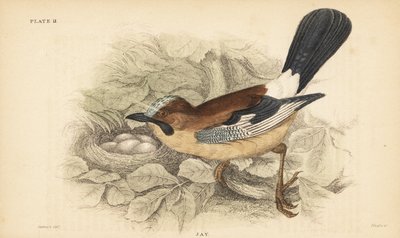欧亚松鸦，Garrulus mudarius，有巢和蛋。 1889年（雕刻） 作者 未知艺术家