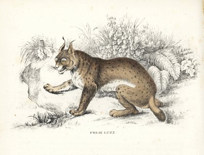 欧亚猞猁（Felis lynx）。Georg Friedrich Treitschke 的自然历史画廊，Naturhistorischer Bildersaal des Thierreiches，Liepzig-1842 手工彩色石版画。 作者 未知艺术家