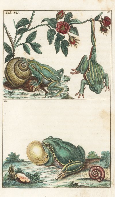 欧洲和意大利的青蛙 - 强水》，作者戈特利布-托比亚斯-威廉（1758-1811 年），选自《自然历史百科全书》：两栖动物 作者 未知艺术家