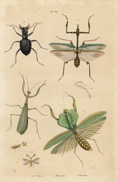欧洲螳螂，Mantis religiosa 1，叶螳螂，Choeradodis rhomboidea 2，虎甲虫，Manticora latipennis 3，螳螂虫，Mantispa styriaca 4 作者 不明