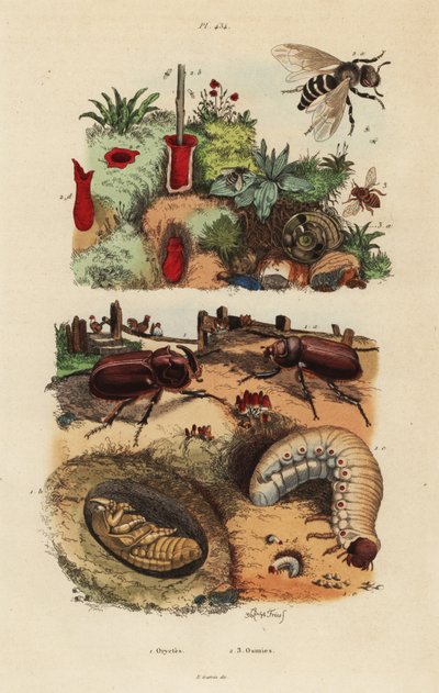 欧洲犀牛甲虫，Oryctes nasicornis，蛹和幼虫，欧洲果园蜂，Osmia cornuta，和巢穴 作者 不明