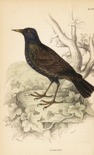 欧洲八哥，Sturnus vulgaris.1889（雕刻） 作者 未知艺术家