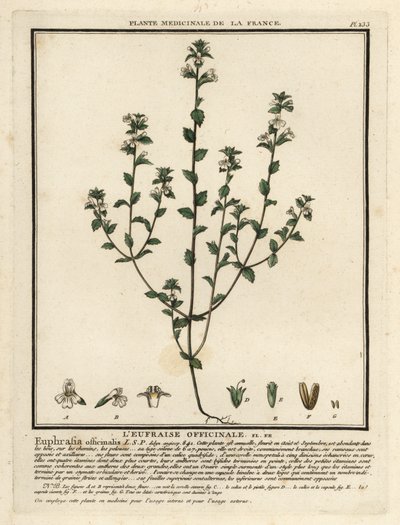 Eyebright, Euphrasia rostkoviana. 作者 未知艺术家