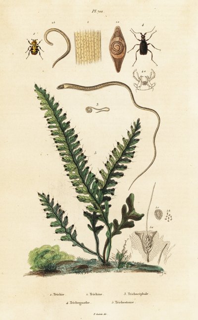 蕨类、蜂甲虫和蛔虫。 作者 未知艺术家