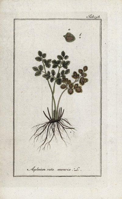 墙壁上的蕨类植物或墙壁上的蕨类植物街（Asplenium ruta muraria）。石版画，选自约翰内斯-佐恩（1739-1799 年）的 "Afbeelding der Artseny-Gewassen"，荷兰 作者 未知艺术家