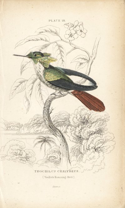 Festive coquette, Lophornis chalybeus (Vieillot