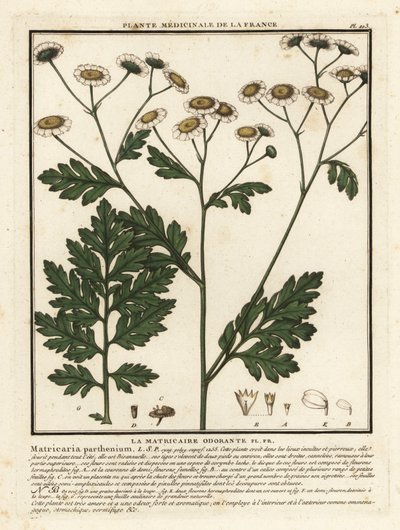 Feverfew, Tanacetum parthenium. 作者 未知艺术家