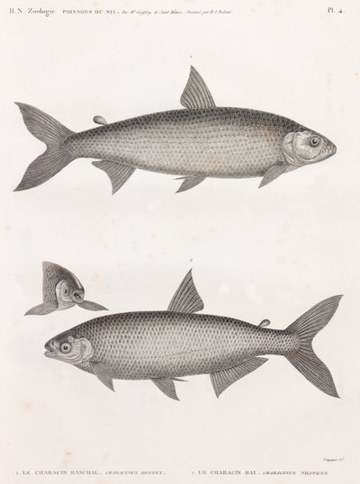 鱼： Le Characin 作者 不明