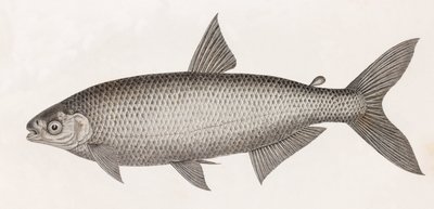 鱼： Le Characin 作者 不明