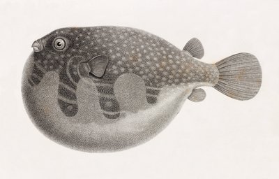 鱼类：Tetrodon，特写 作者 不明