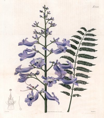 艳蓝或牡蛎树--特立尼达蕨树，Jacaranda mimosifolia（椭圆叶槐树，Jacaranda ovalifolia）。Weddell 根据 Samuel Curtis 的《植物杂志》中 John Curtis 的插图手工绘制的铜版画，Londo 作者 未知艺术家