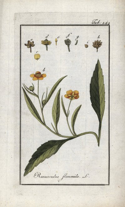火焰毛茛或小沼泽或小火焰（Ranunculus flammula）。石版画，选自约翰内斯-佐恩（1739-1799 年）的 "Afbeelding der Artseny-Gewassen"，荷兰 作者 未知艺术家
