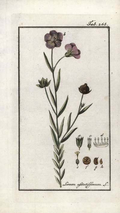亚麻籽（Linum usitatissimum）。石版画，选自约翰内斯-佐恩（1739-1799 年）的 "Afbeelding der Artseny-Gewassen"，荷兰 作者 未知艺术家