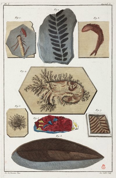 Fossils, prehistoric 作者 不明