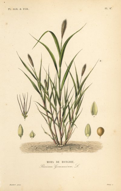 狐尾小米或意大利小米，Setaria italica, Panicum germanicum, Moha de Hongrie 作者 不明