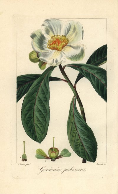 富兰克林树，Franklinia alatamaha，原产于美洲，在野外已经灭绝。巴鲁瓦根据潘克雷斯-贝萨的植物学插图在铜版上绘制的手工彩色条纹版画，插图出自莫丹-德-劳内的《业余爱好者百科全书》，奥多，巴黎 作者 未知艺术家