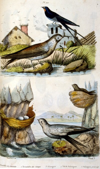 法文。彩色插图，约创作于 1884 年，描绘了河流和海岸鸟类。 作者 未知艺术家