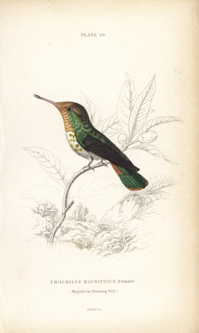 华丽蜂鸟，Lophornis magnificus，雌鸟（华丽蜂鸟，Trochilus magnificus）。William Lizars 的手绘钢板雕刻，选自 William Jardine 爵士的《博物学家图书馆》：鸟类学：蜂鸟，爱丁堡，W.H. Lizars 作者 未知艺术家