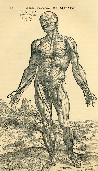 男性人体正面，一项解剖研究，最初发表于 De Humani Corporis Fabrica Libri Septem（关于人体结构的七本书），由 Andreas Vesalius 出版，巴塞尔出版 作者 不明