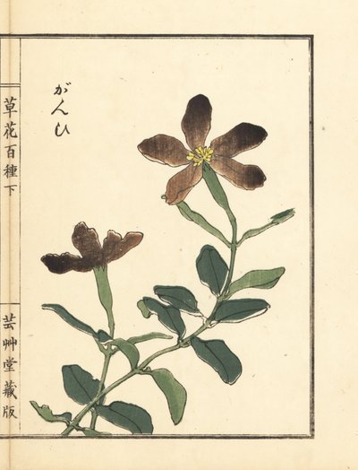 Ganpi 或捕蝇草，Lychnis species (silene) Kono Bairei 手工彩色木版画，选自 Kusa Bana Hyakushu（《百花图》）。 作者 未知艺术家