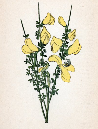 Genet a broom（Cytisus scoparius）（普通扫帚或苏格兰扫帚） 植物图板，选自保罗-哈里奥特的《药用植物彩色图集》。 作者 未知艺术家