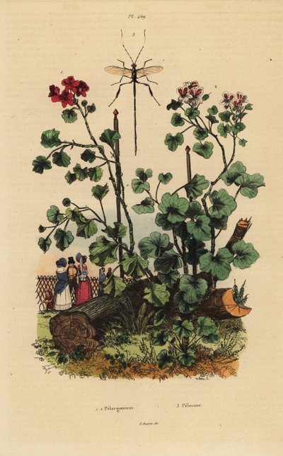 Geranium species, Pelargonium daveyanum 1 and Pelargonium macranthon 2 作者 不明