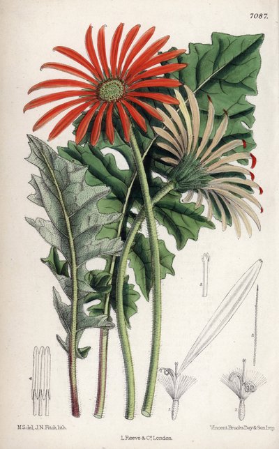 非洲菊（Gerbera jamesoni），原产于南非德兰士瓦的橙色花卉。玛蒂尔达-史密斯（Matilda Smith，1854-1926 年）绘制，约翰-纽金特-菲奇（John Nugent Fitch）平版印刷，载于约瑟夫-道尔顿-胡克（Joseph Dalton Hooker）所著的《君特斯植物杂志》（Curtis Botanical Magazine），由 L. Reeve and Co 在英国伦敦出版。 作者 未知艺术家