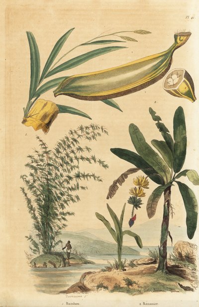 Giant thorny bamboo plant, Bambusa bambos (Bambos arundinacea) and banana tree with fruit and cross section, Musa paradisiaca 作者 不明