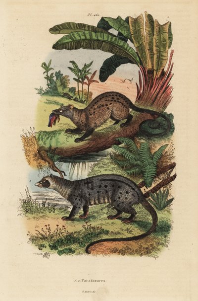 Golden palm civet, Paradoxurus zeylonensis 1 and Asian palm civet, Paradoxurus hermaphroditus 2 作者 不明