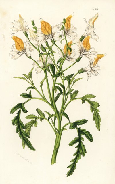 格雷厄姆五色草，Schizanthus grahamii。手绘彩色石版画，选自 Louis van Houtte 和 Charles Lemaire 的《欧洲花园和暖房的花》，Flore des Serres et des Jardins de l