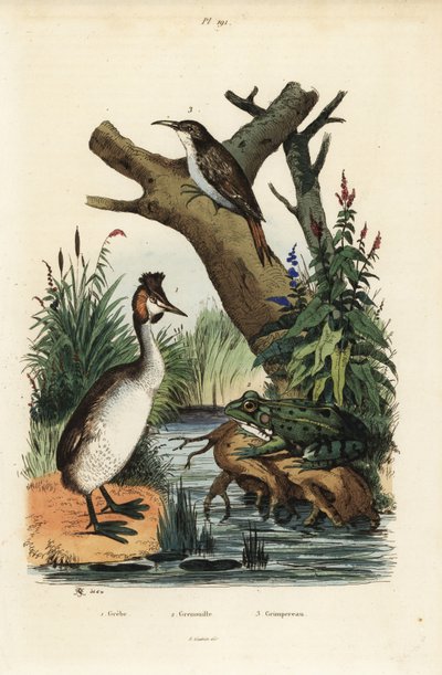 Great creded grebe、Podiceps cristatus 1、绿蛙、Pelophylax esculentus 2 和欧亚爬山虎、Certhiafamiliais 3 作者 不明