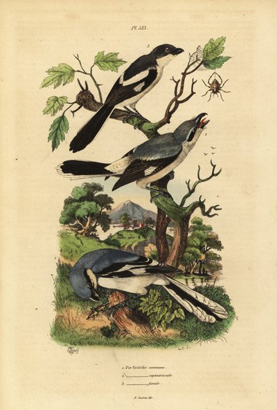 大灰伯劳，Lanius excubitor，灰背财政，Lanius excubitoroides 和财政伯劳，Lanius colalis Pie Grieche 公社，septentrionale，财政 作者 不明