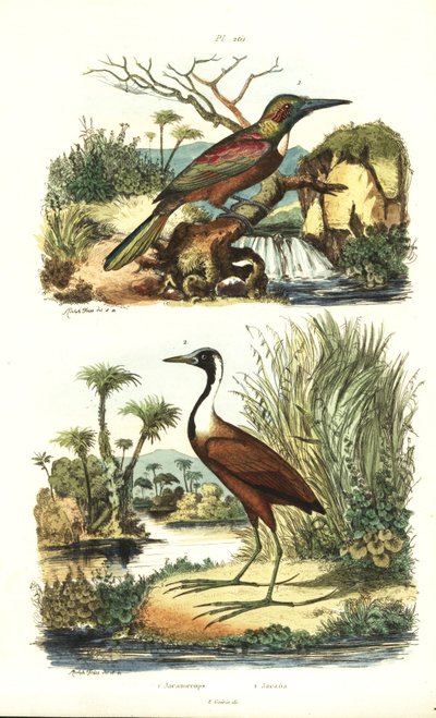 Great jacamar, Jacamerops aureus, 和 Northern jacana, Jacana spinosa 作者 不明