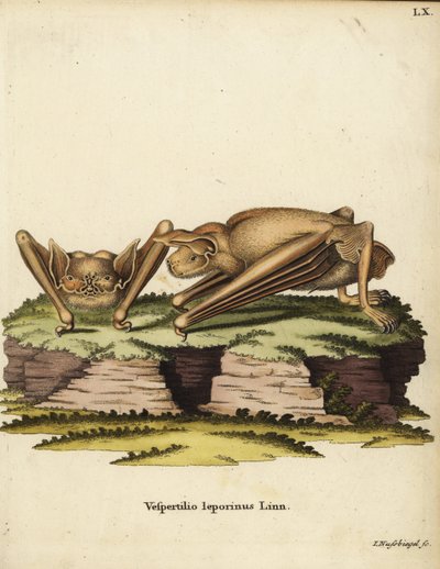 大斗牛犬蝙蝠（Noctilio leporinus）。Vespertilio leporinus Linn.约翰-努斯比格尔（Johann Nussbiegel）的手工彩色铜版雕刻，选自约翰-克里斯蒂安-丹尼尔-施雷伯（Johann Christian Daniel Schreber）的《大自然动物插图》（或施雷伯的《神奇动物》），德国埃尔兰根。 作者 未知艺术家