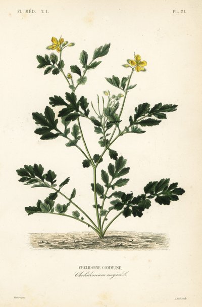 大白菜, Chelidonium majus, Chelidoine commune 作者 不明