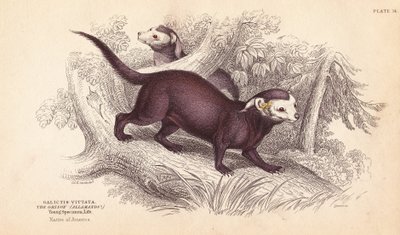 大灰鼠，Gallictis vittata。利扎斯根据查尔斯-汉密尔顿-史密斯（Charles Hamilton Smith）的插图绘制的手绘钢版画，出自爱丁堡威廉-怡和的《博物学家图书馆》。 作者 未知艺术家