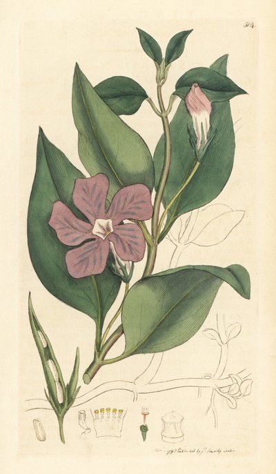 大长春花，Vinca major（大长春花） 根据詹姆斯-索尔比为詹姆斯-史密斯的《英国植物学》绘制的图画手工彩色铜版雕刻 作者 未知艺术家