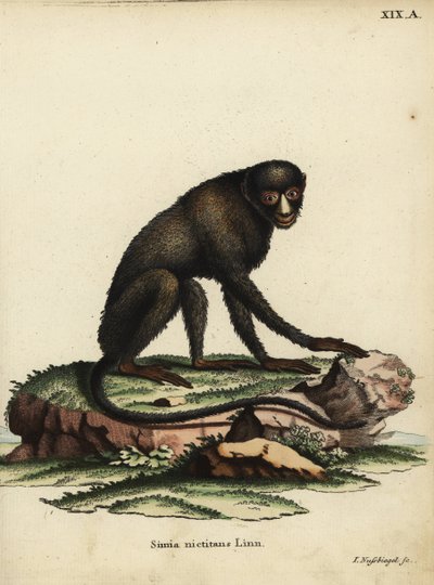 大斑鼻猴或腻鼻猴。Cercopithecus nictitans.Simia Nictitans Linn.约翰-努斯比格尔的手工彩色铜版雕刻，选自约翰-克里斯蒂安-丹尼尔-施雷伯的《自然动物图鉴》或施雷伯的《奇妙的动物》。 作者 未知艺术家
