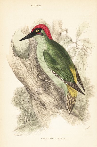 绿色啄木鸟，Picus viridis，栖息在树上。1889 年（雕刻） 作者 未知艺术家