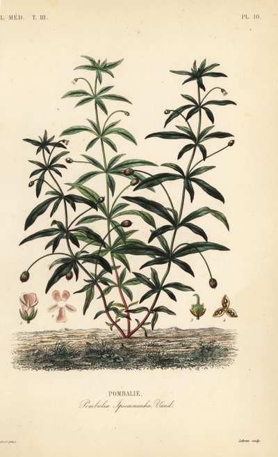 绿紫或驼背花，Hybanthus calceolaria，Pombalia ipecacuanha，Pombalie 作者 不明