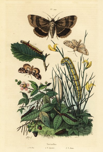 灰匕首蛾和幼虫，Acronicta psi 1，Apopestes spectrum moth和幼虫2，桃花蛾和毛虫，Thyatira batis 3 作者 Unbekannt